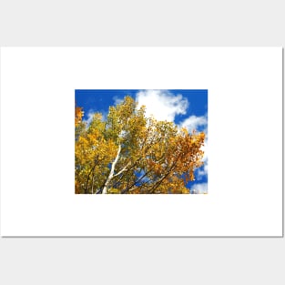 Blue Rocky Mountain Skies and Golden Aspen Trees in fall Posters and Art